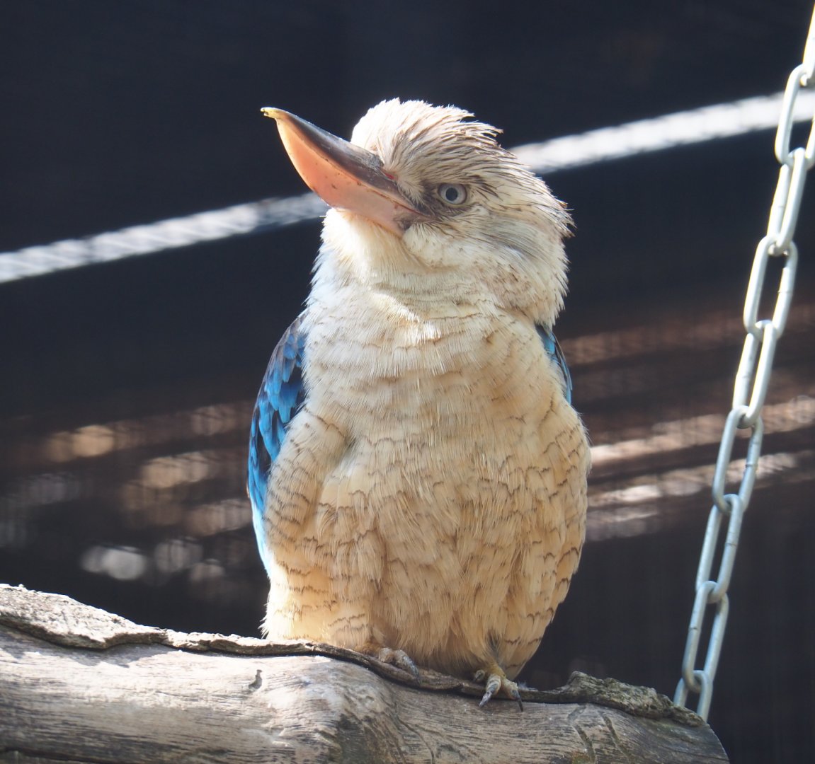 Blue-winged Kookaburra (Dacelo leachii), 2020-09-02