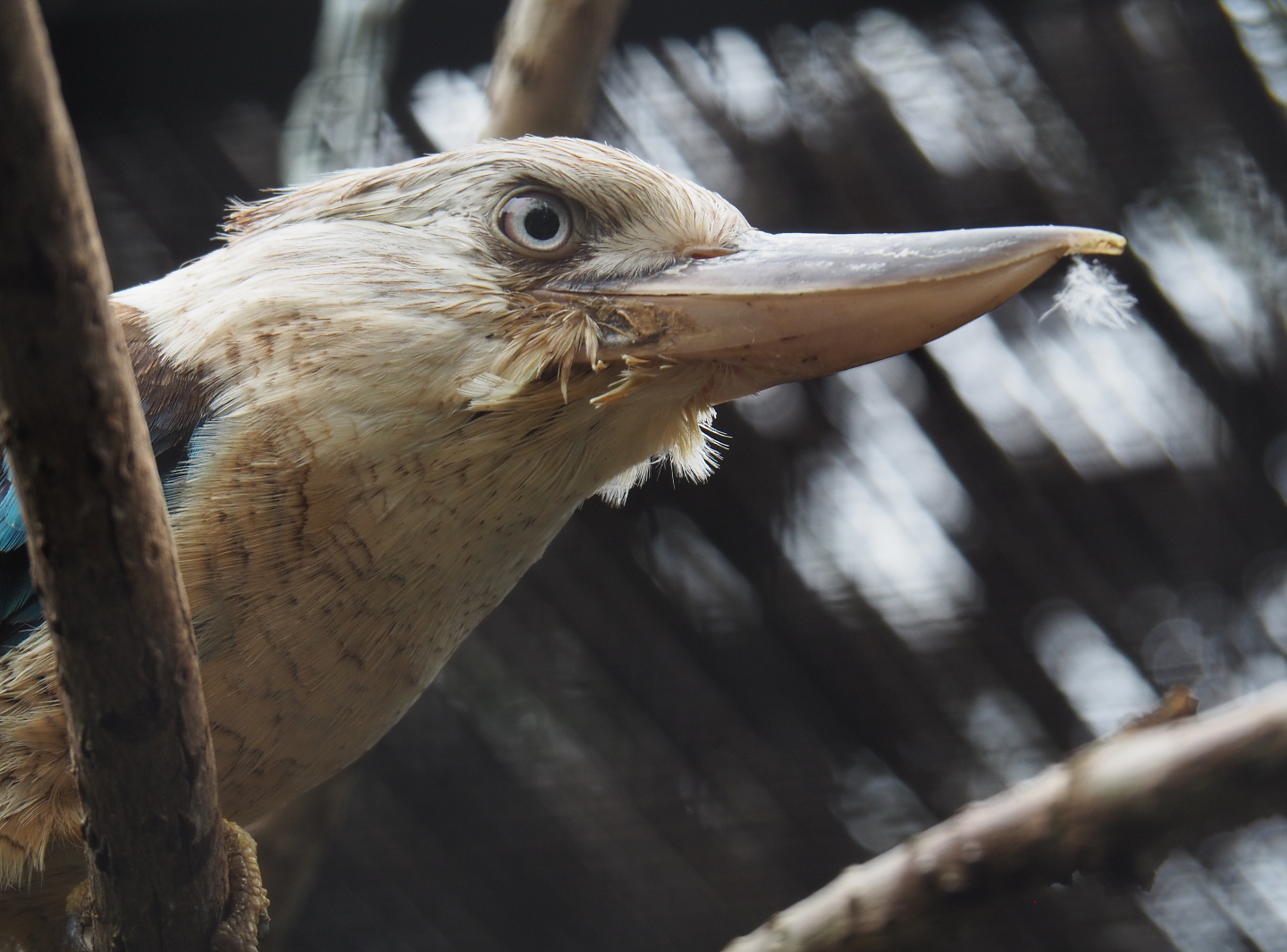 Blue-winged Kookaburra (Dacelo leachii), 2020-09-03