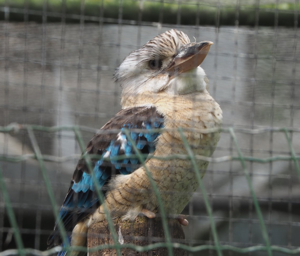 Blue-winged kookaburra (Dacelo leachii), 2021-06-15