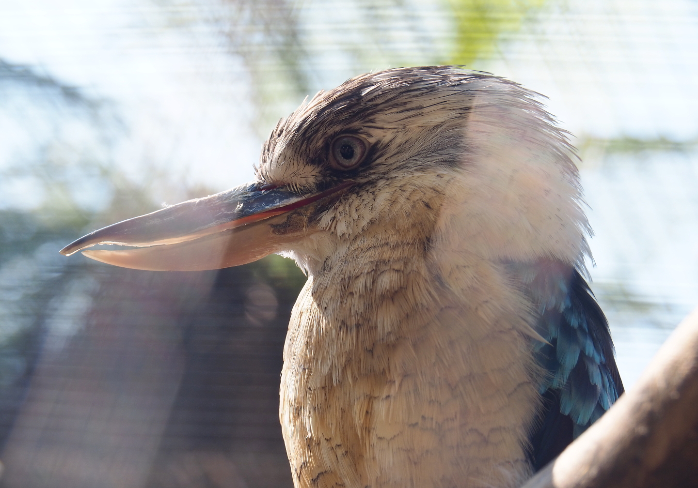 Blue-winged kookaburra (Dacelo leachii), 2021-09-03
