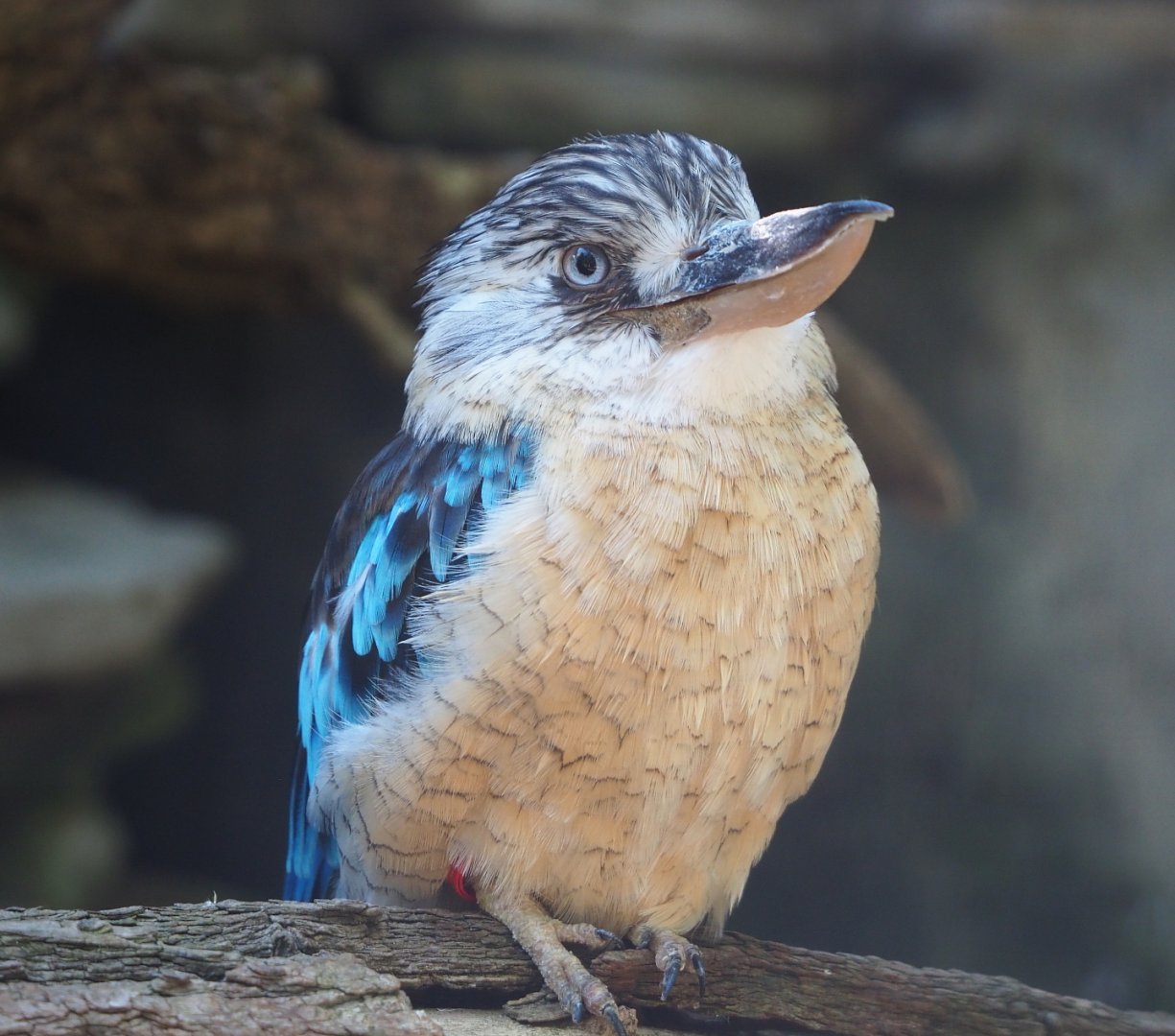 Blue-winged kookaburra (Dacelo leachii), 2021-09-03