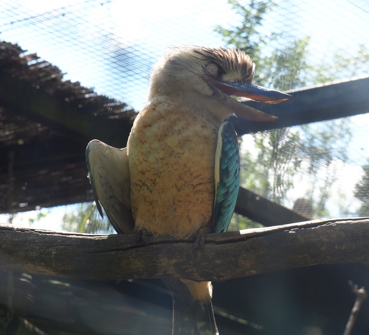 Blue-winged kookaburra (Dacelo leachii), 2022-06-28