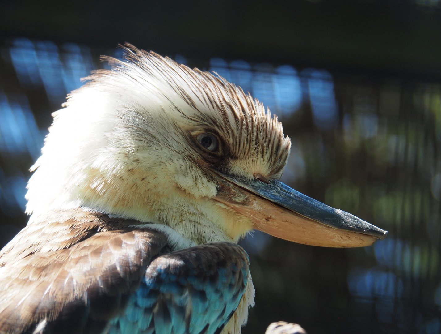 Blue-winged kookaburra (Dacelo leachii), 2022-06-28