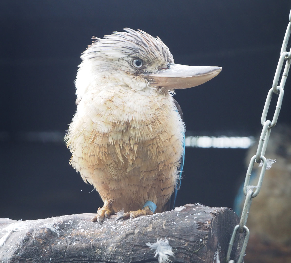 Blue-winged kookaburra (Dacelo leachii), 2022-09-15