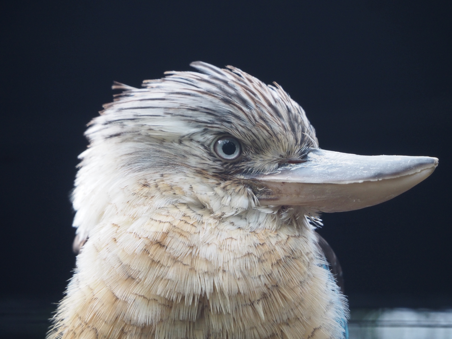 Blue-winged kookaburra (Dacelo leachii), 2022-09-15