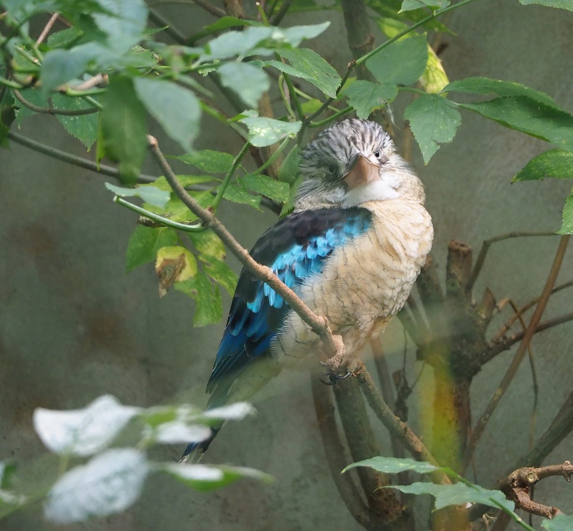 Blue-winged kookaburra (Dacelo leachii), 2023-10-07