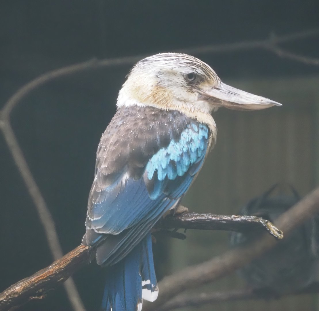 Blue-winged kookaburra (Dacelo leachii), 2024-05-22