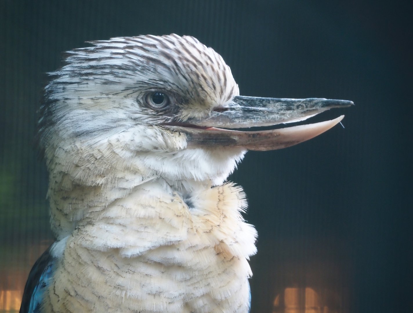 Blue-winged kookaburra (Dacelo leachii), 2024-05-23
