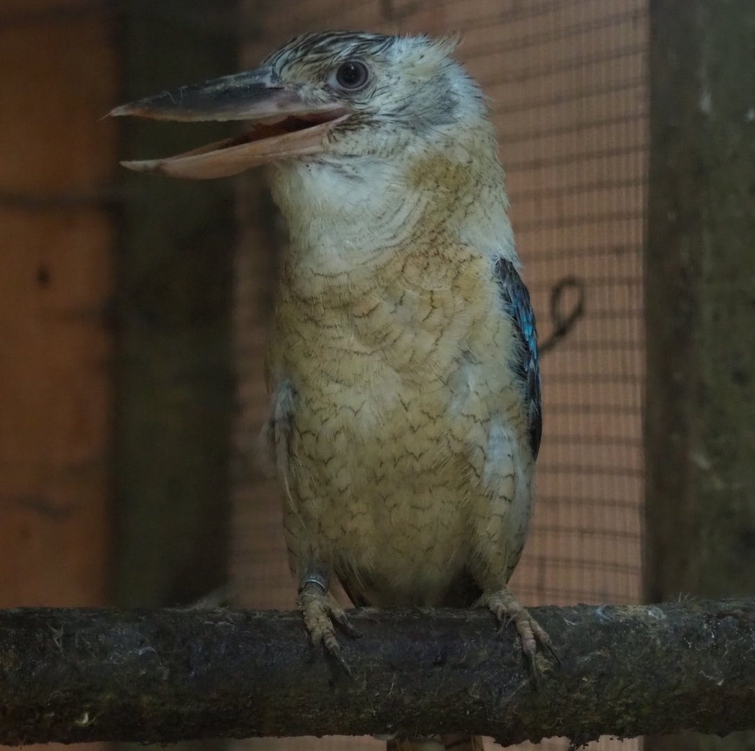 Blue-winged kookaburra (Dacelo leachii), Aug 28th, 2018