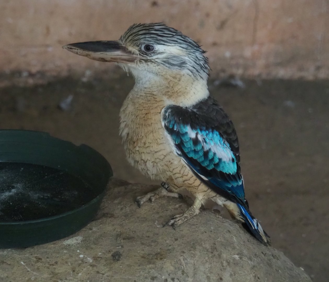 Blue-winged kookaburra (Dacelo leachii), Aug 28th, 2018