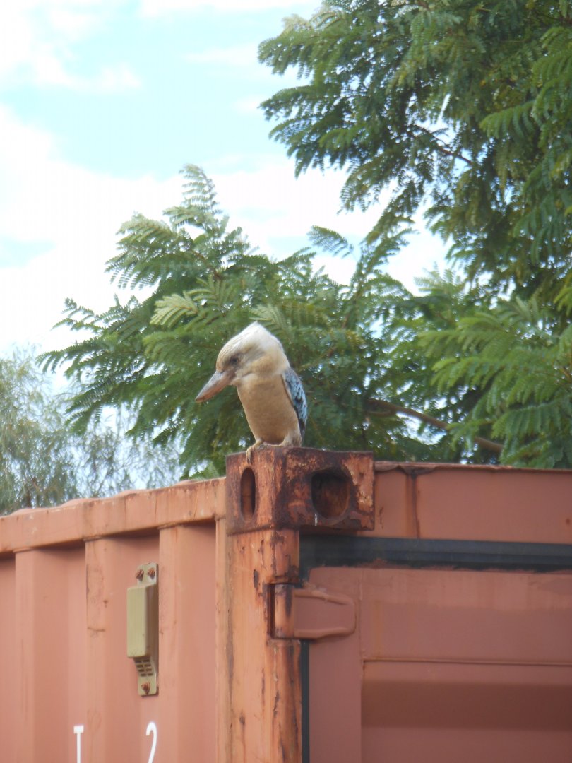 Blue-winged Kookaburra (Dacelo leachii cliftoni)