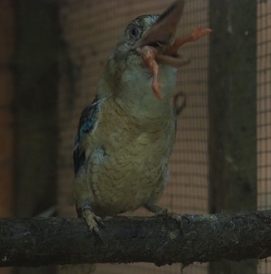 Blue-winged kookaburra (Dacelo leachii) having breakfast (Aug 28th, 2018)
