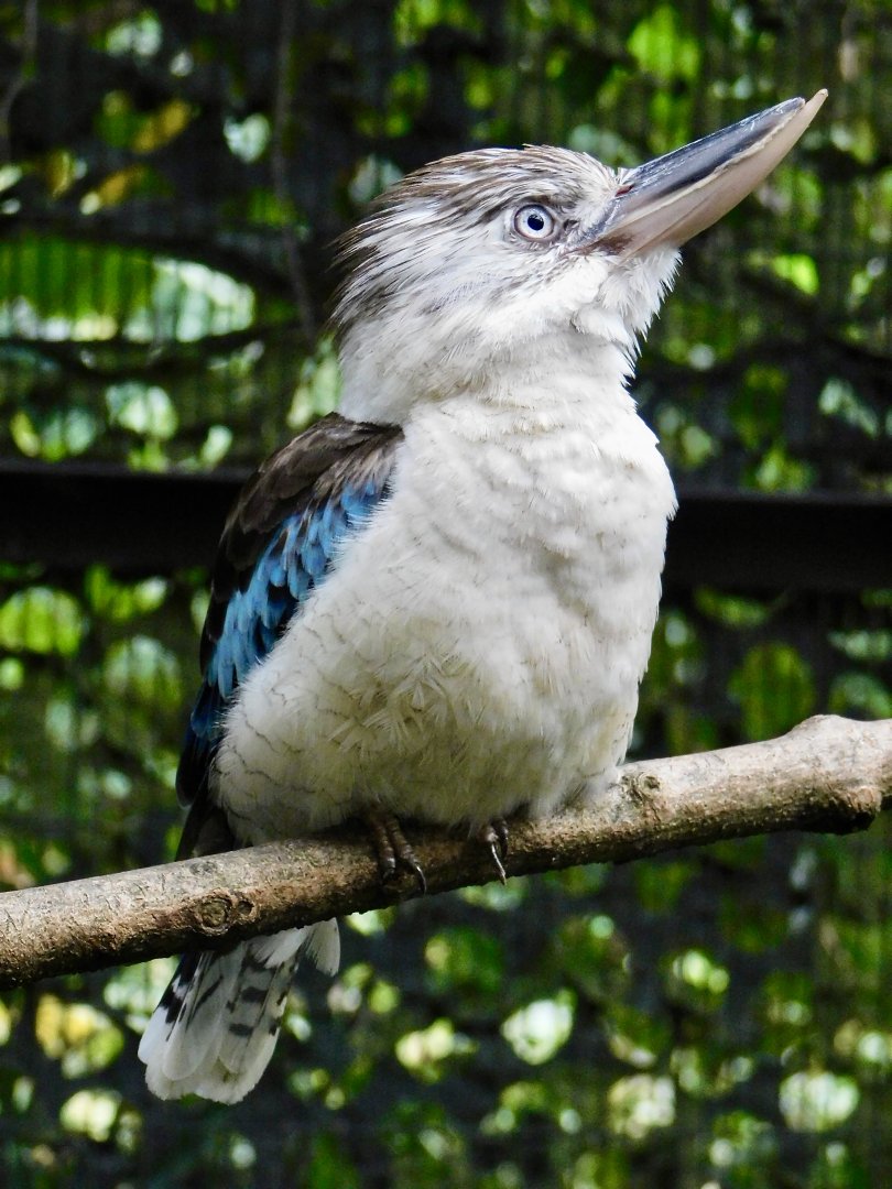 Blue-Winged Kookaburra (Dacelo leachii leachii) November 1, 2025