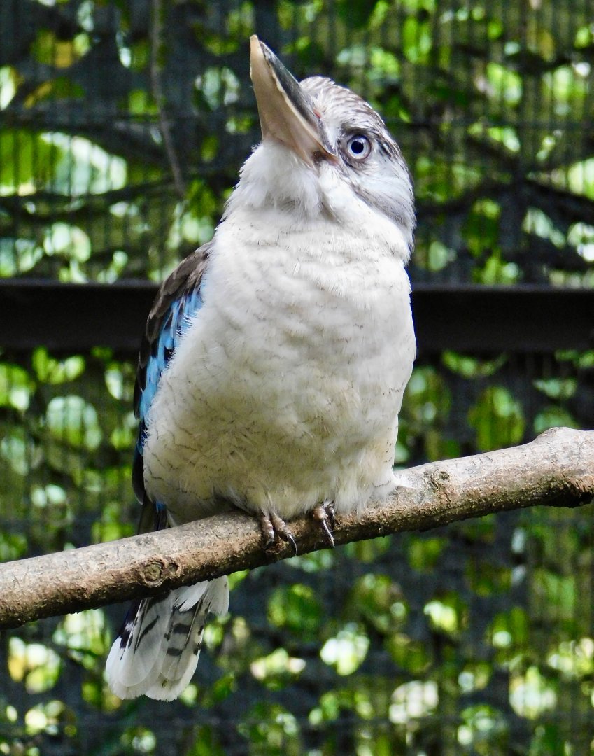 Blue-Winged Kookaburra (Dacelo leachii leachii) November 1, 2025