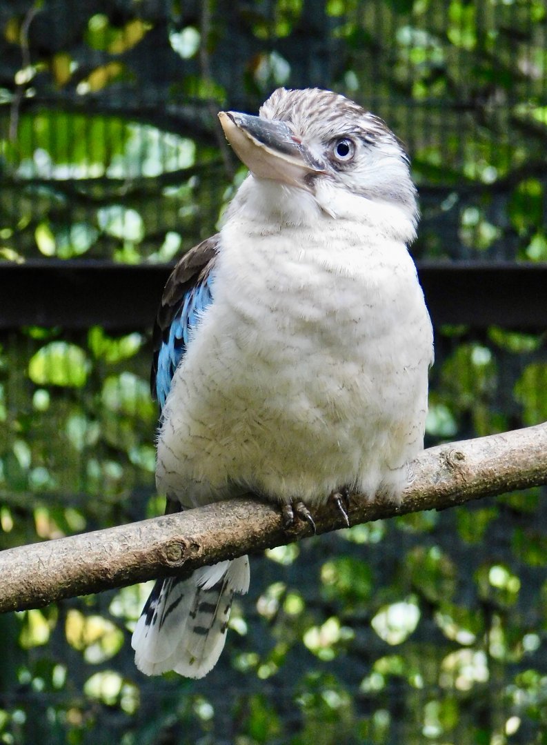 Blue-Winged Kookaburra (Dacelo leachii leachii) November 1, 2025