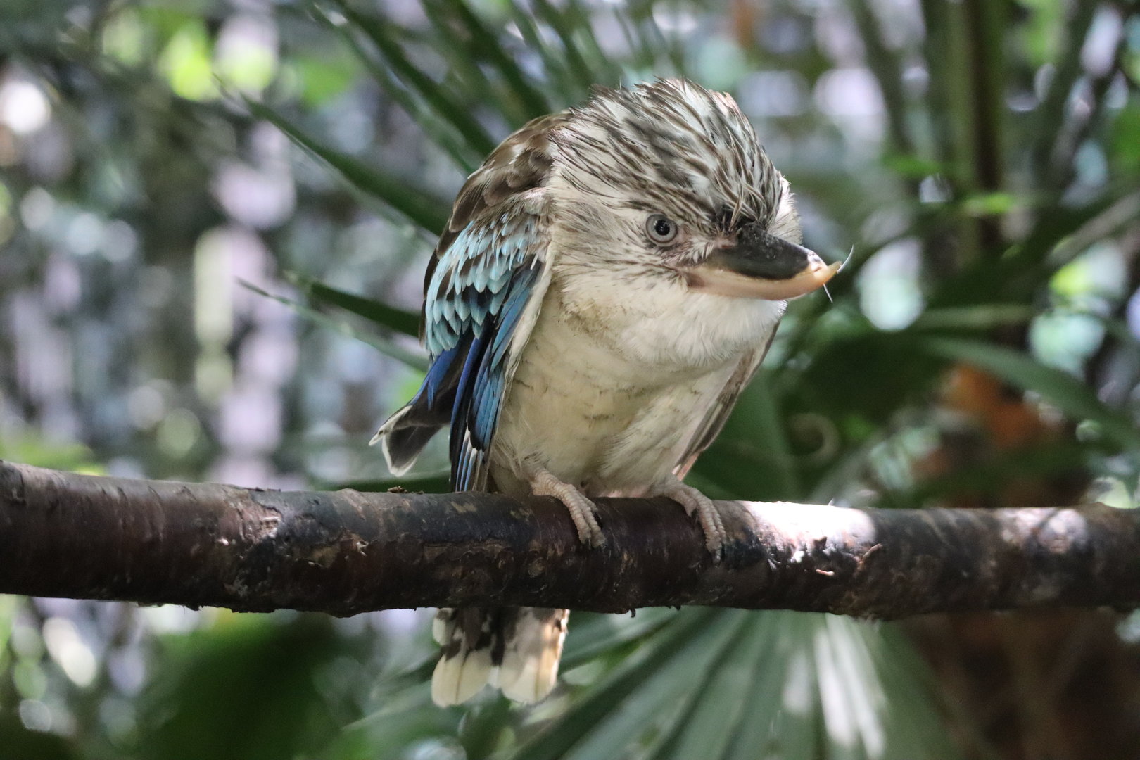 Blue-winged Kookaburra (Dacelo leachii leachii)