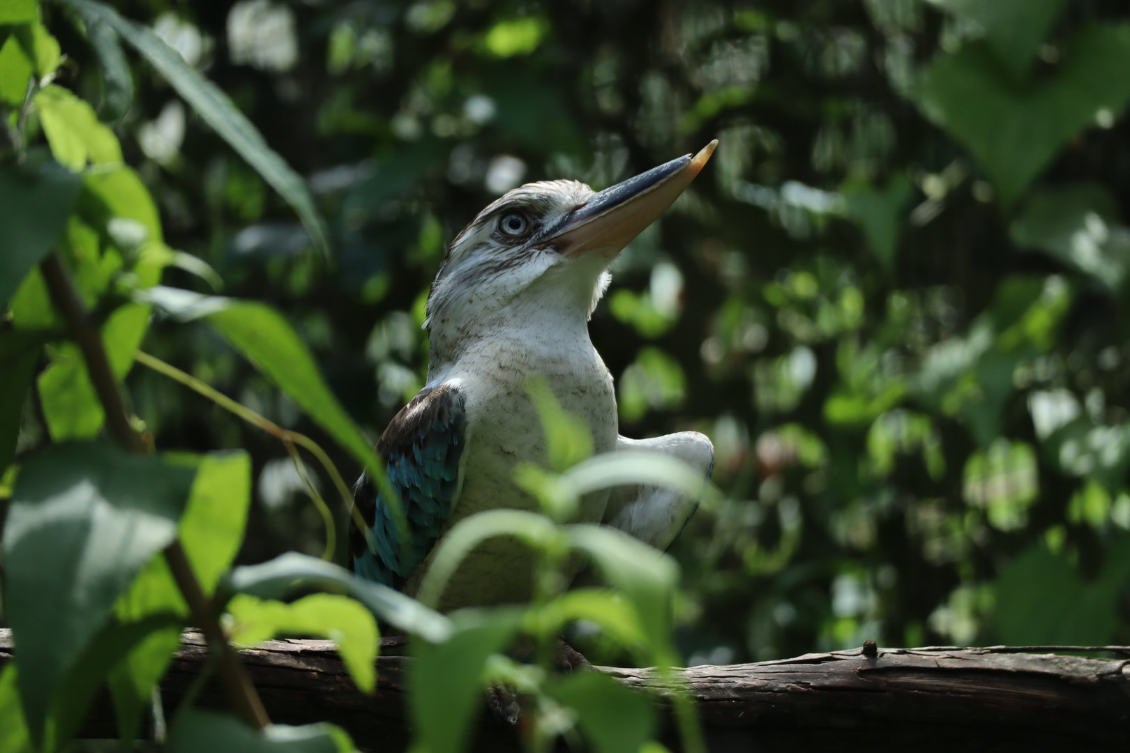 Blue-winged Kookaburra (Dacelo leachii leachii)