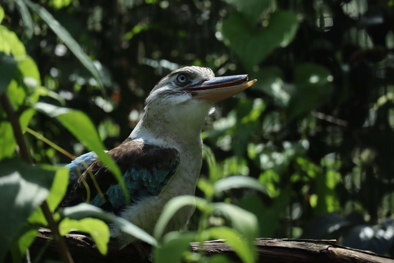 Blue-winged Kookaburra (Dacelo leachii leachii)