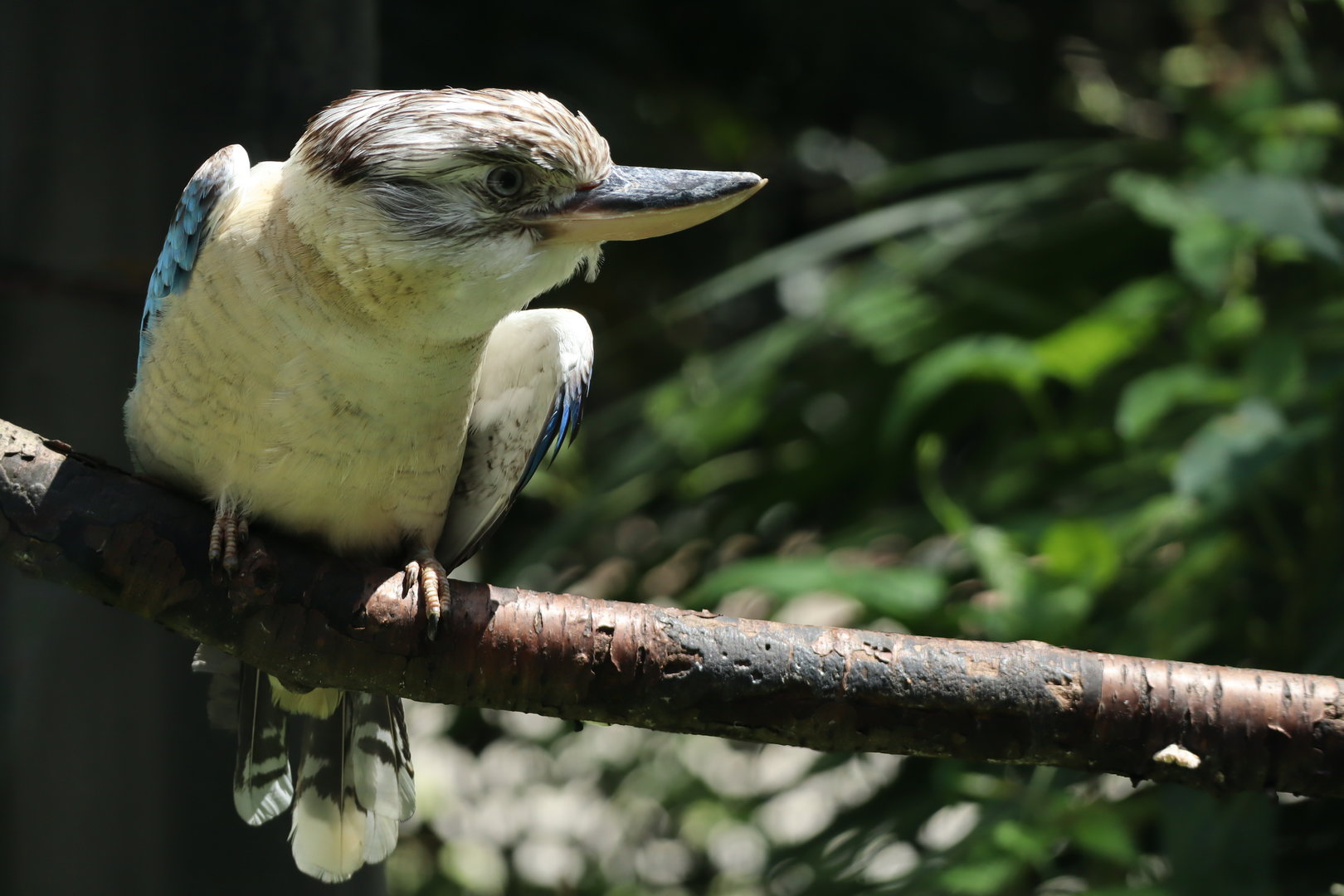 Blue-winged Kookaburra (Dacelo leachii leachii)