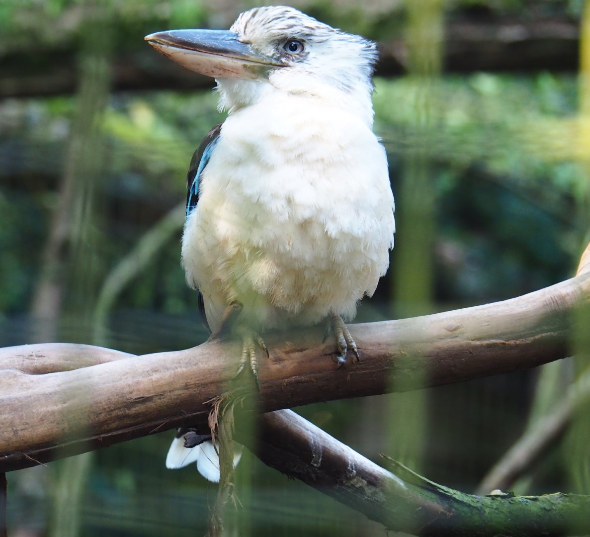 Blue-winged kookaburra (Dacelo leachii), Sep 2nd, 2018