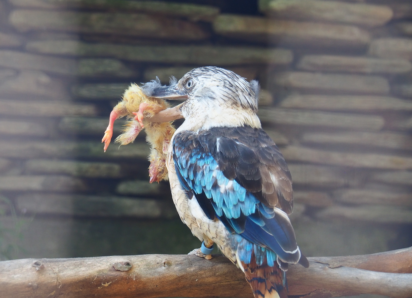 Blue-winged kookaburra (Dacelo leachii) with lunch, 2021-09-03