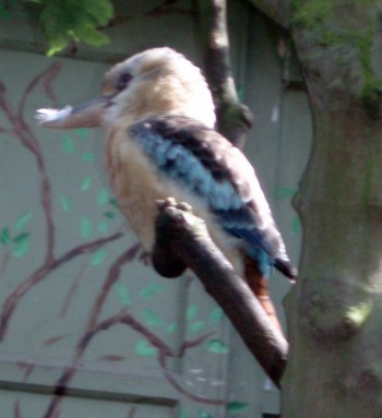 Blue-winged Kookaburra (Dacelo leachii)