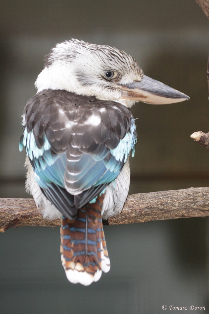 Blue-winged Kookaburra (Dacelo leachii)