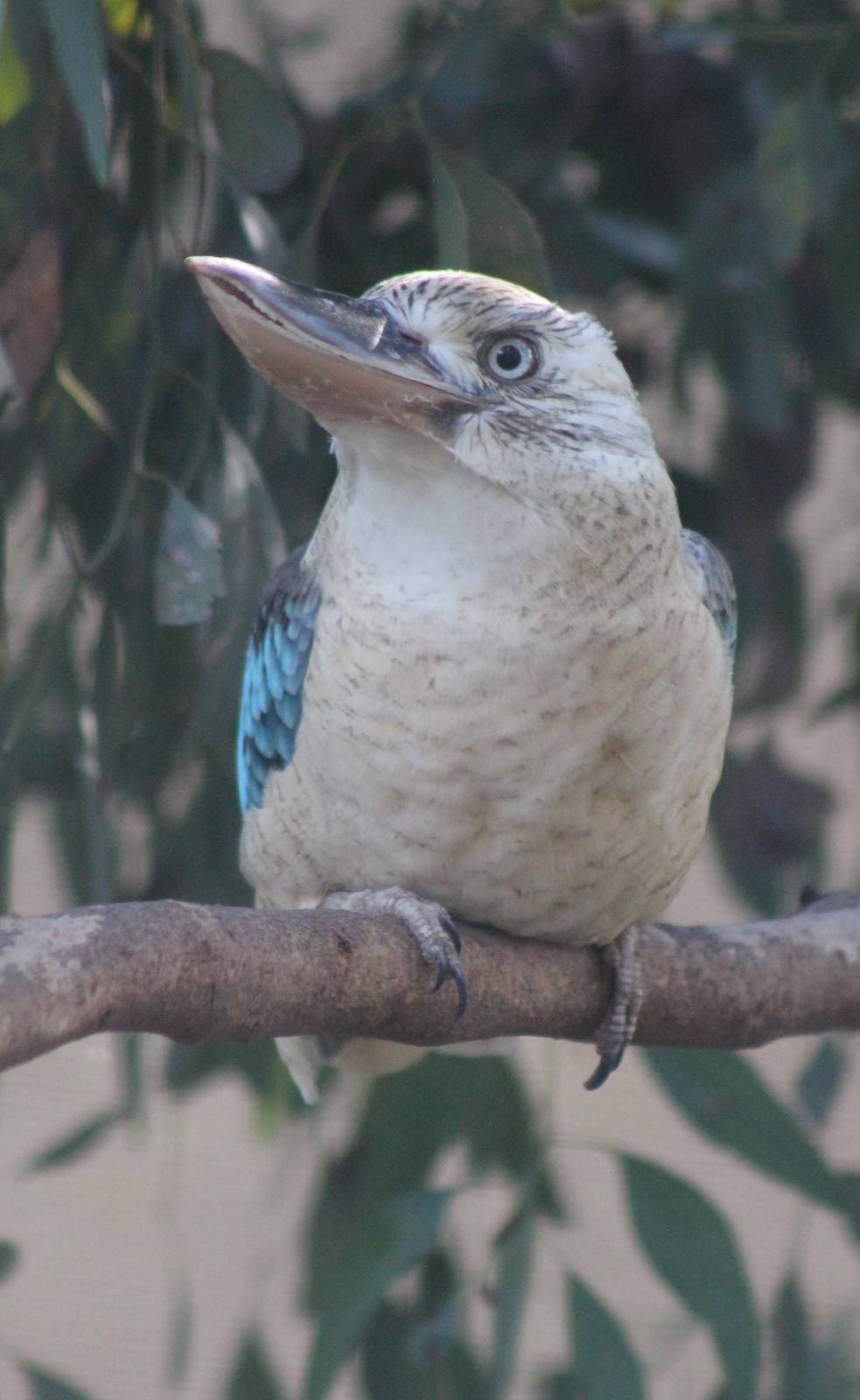 Blue-winged Kookaburra (Dacelo leachii)