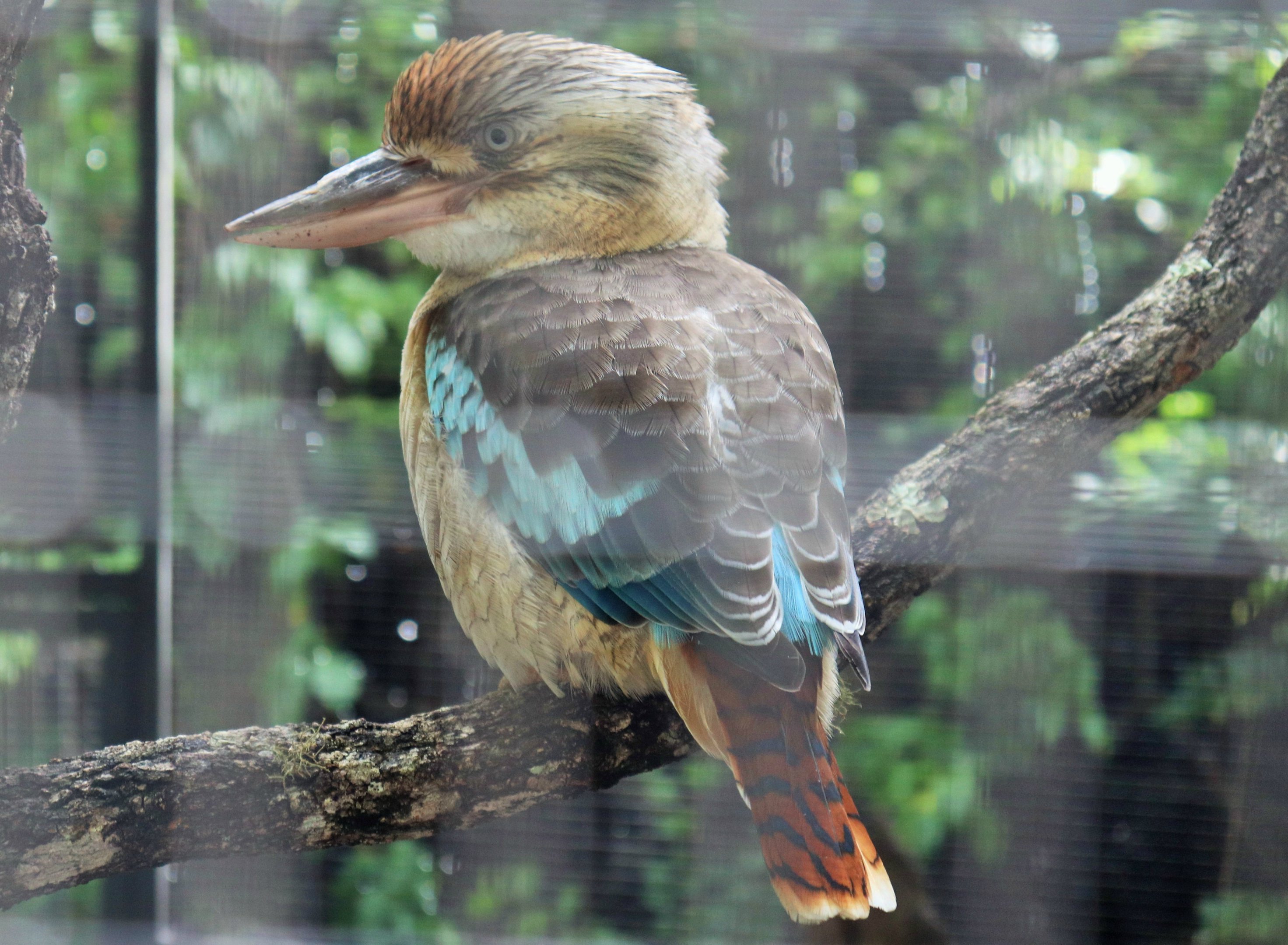 Blue-winged Kookaburra (Dacelo leachii)