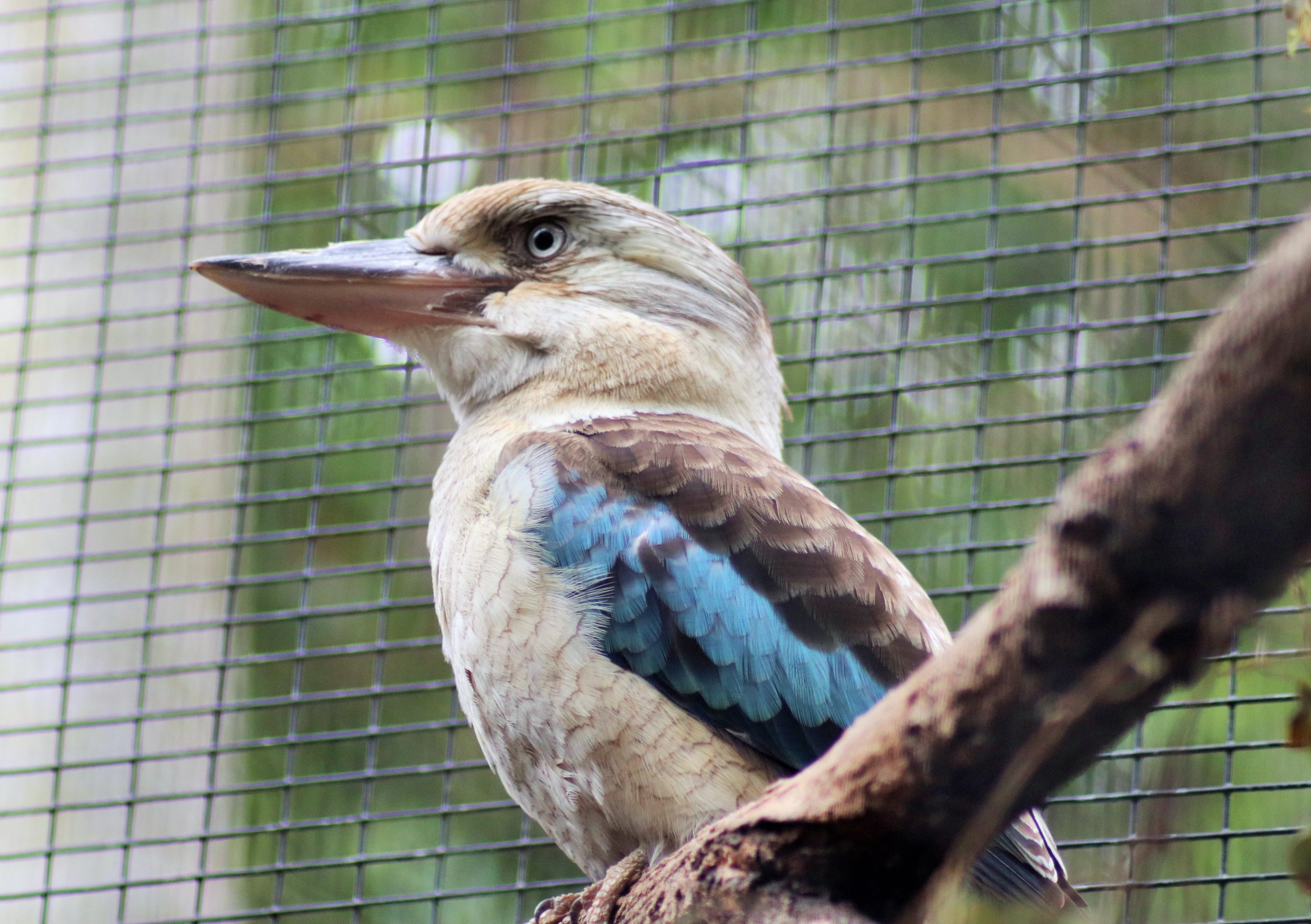 Blue-winged Kookaburra (Dacelo leachii)