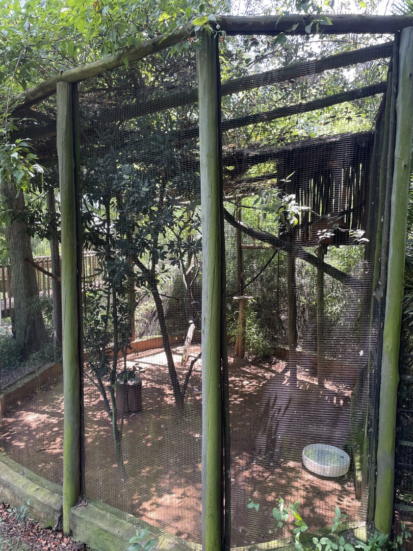 Blue-winged Kookaburra (Dacelo leachii)