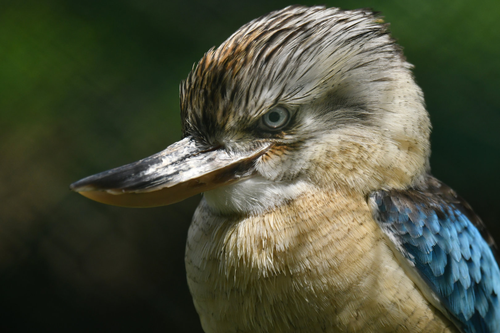 Blue-winged Kookaburra Dacelo leachii