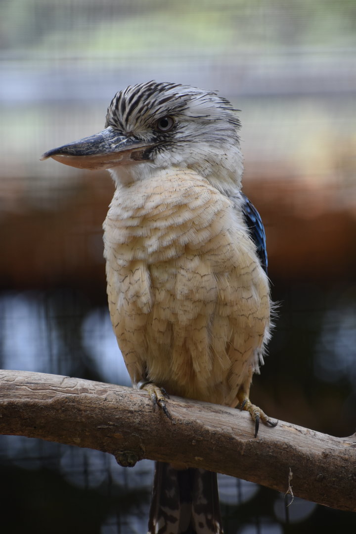 Blue-winged Kookaburra - Dacelo leachii