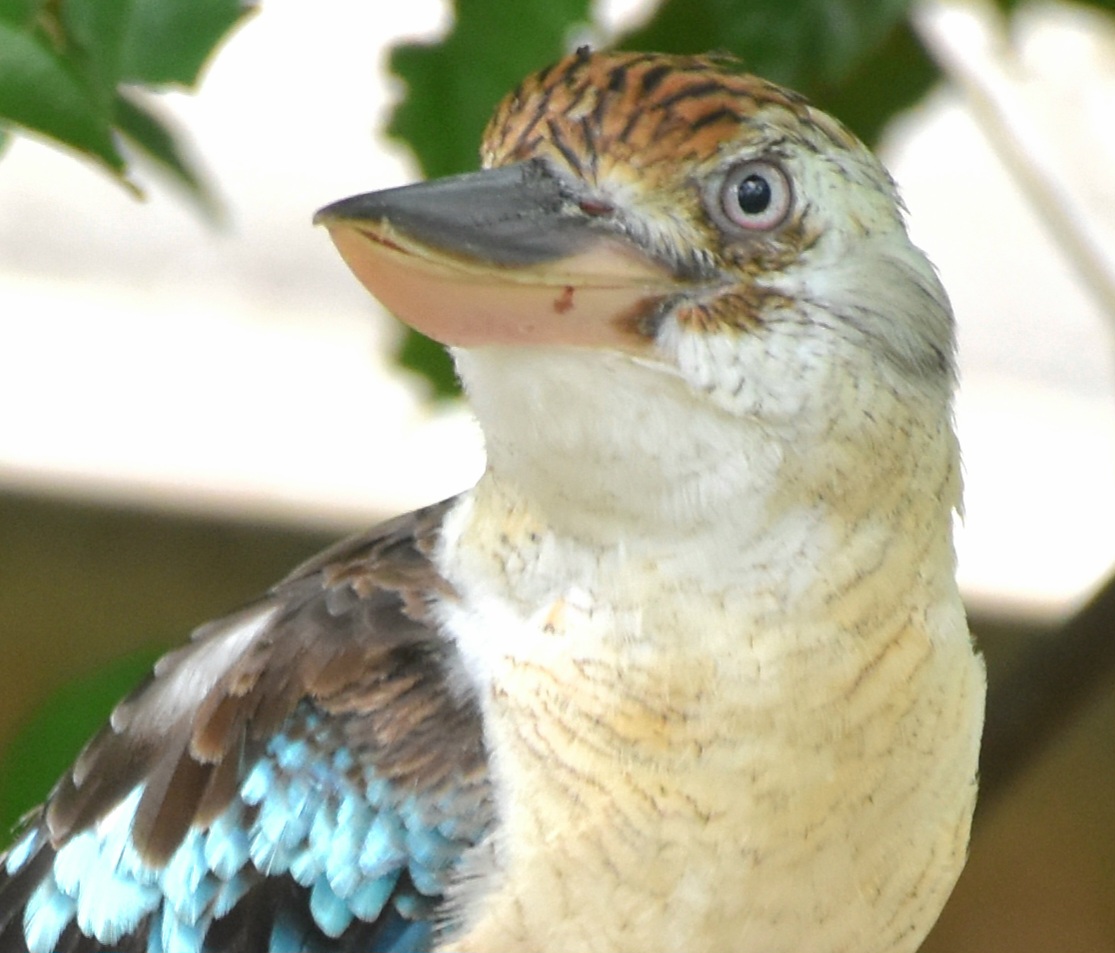 Blue-winged Kookaburra (Dacelo leachii)