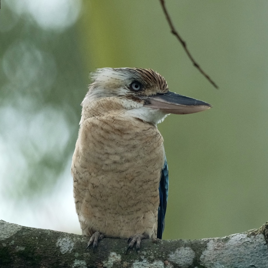 Blue-winged Kookaburra (Dacelo leachii)