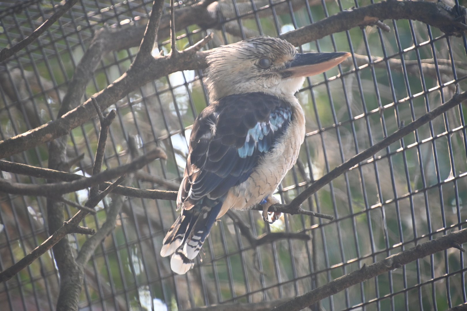 Blue-winged kookaburra (Dacelo leachii)