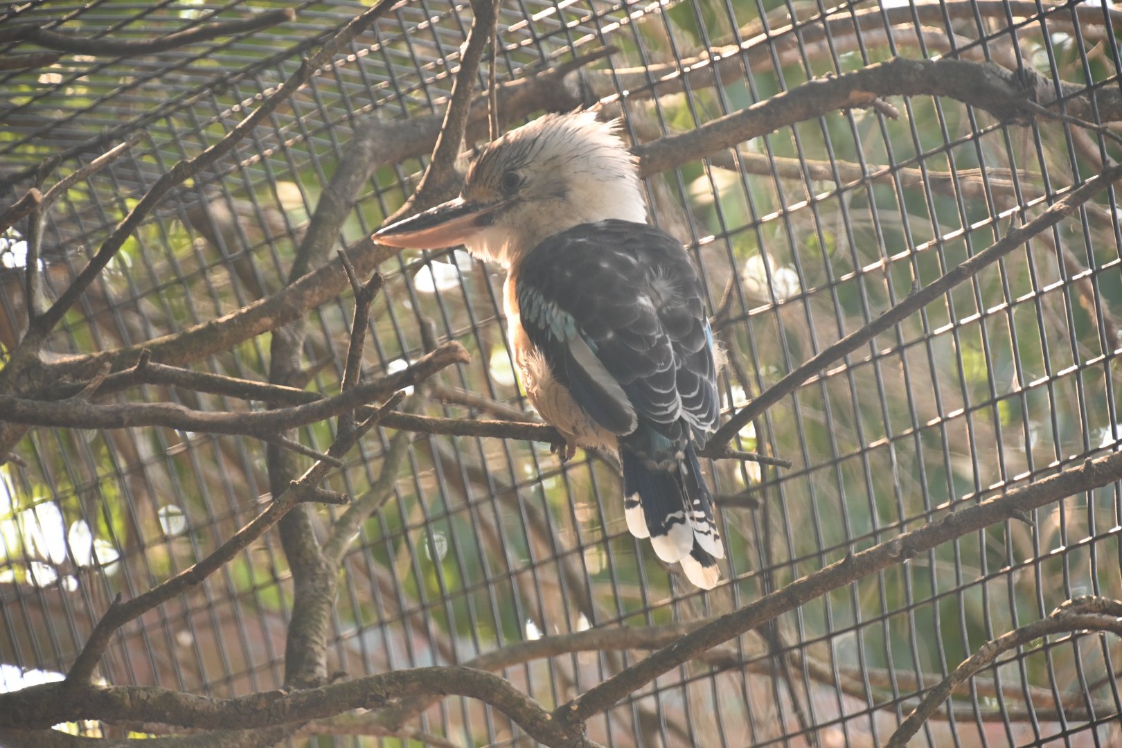 Blue-winged kookaburra (Dacelo leachii)