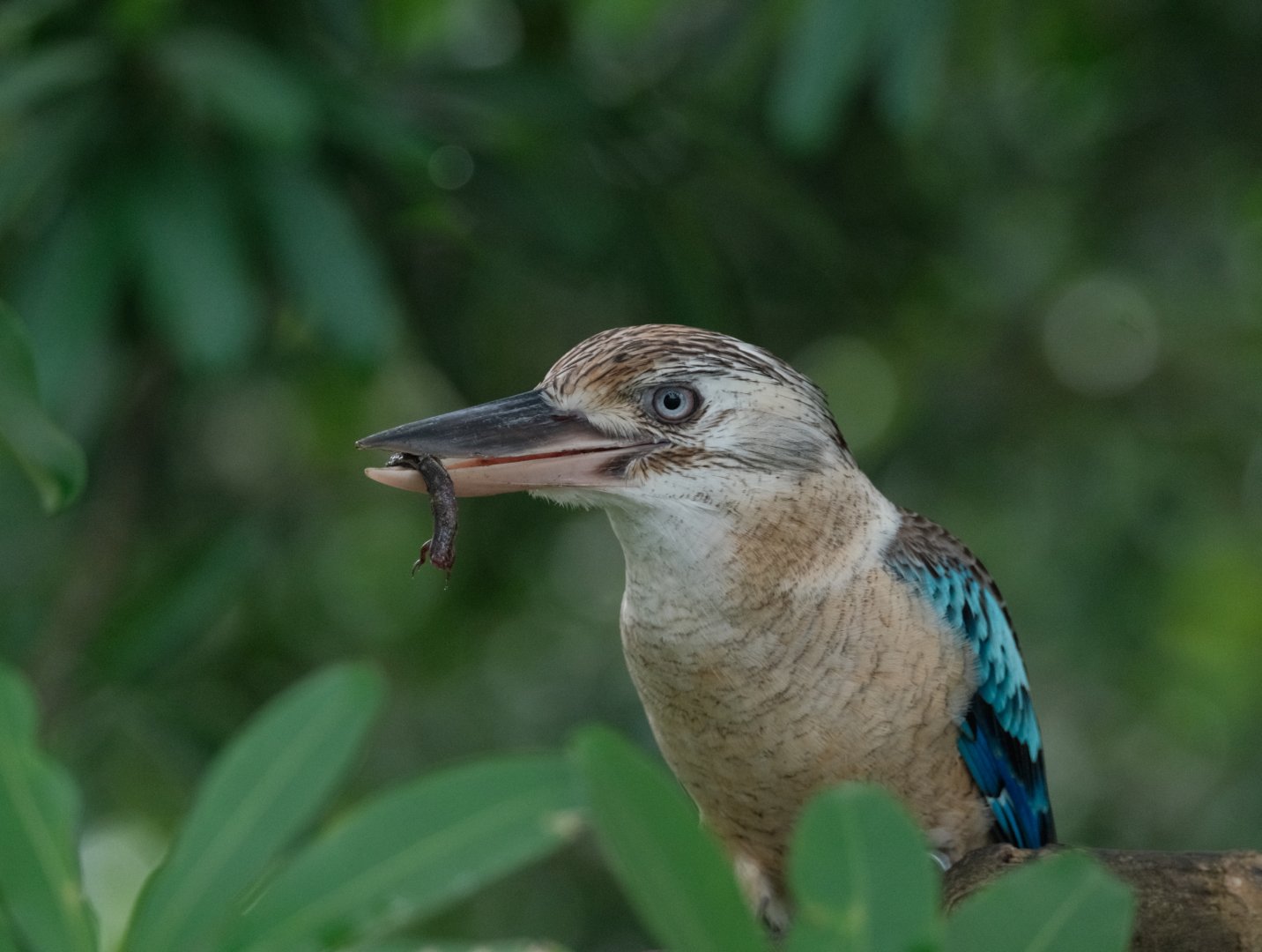 Blue-winged Kookaburra (Dacelo leachii)