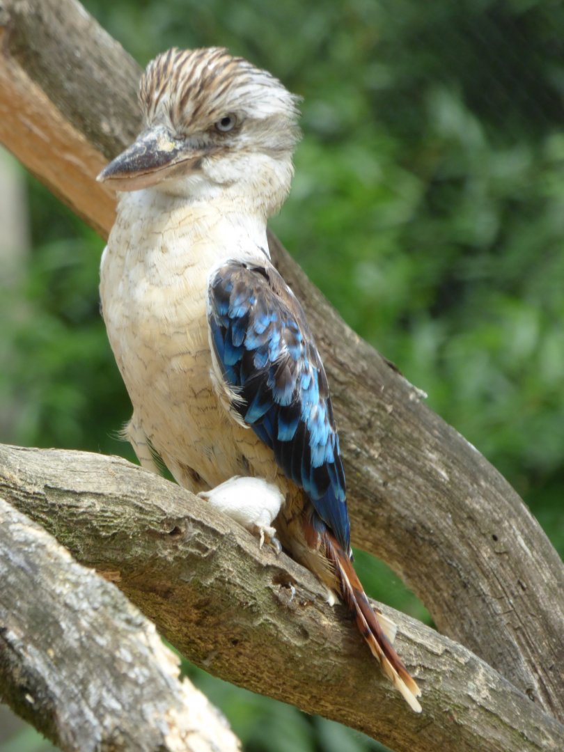 Blue-winged kookaburra (Dacelo leachii)
