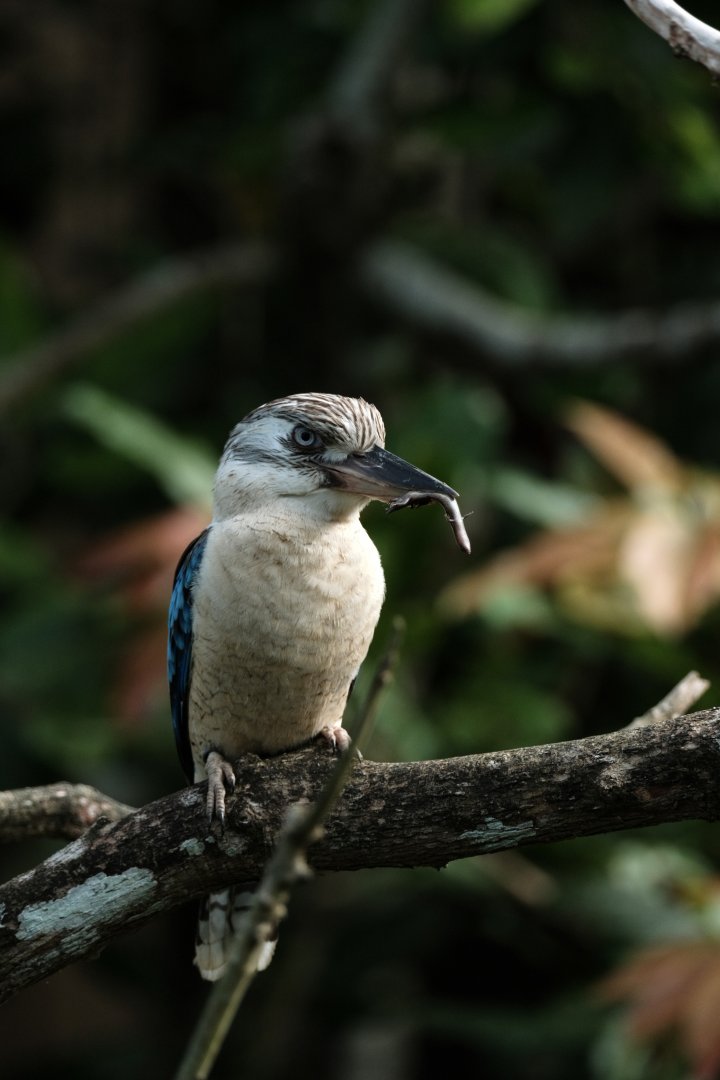 Blue-winged Kookaburra (Dacelo leachii)