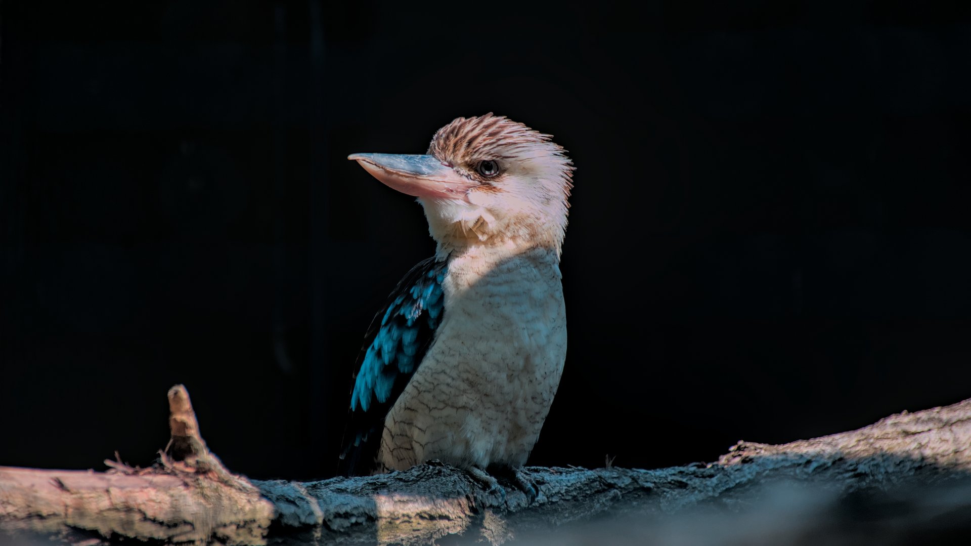 Blue-winged kookaburra (Dacelo leachii)