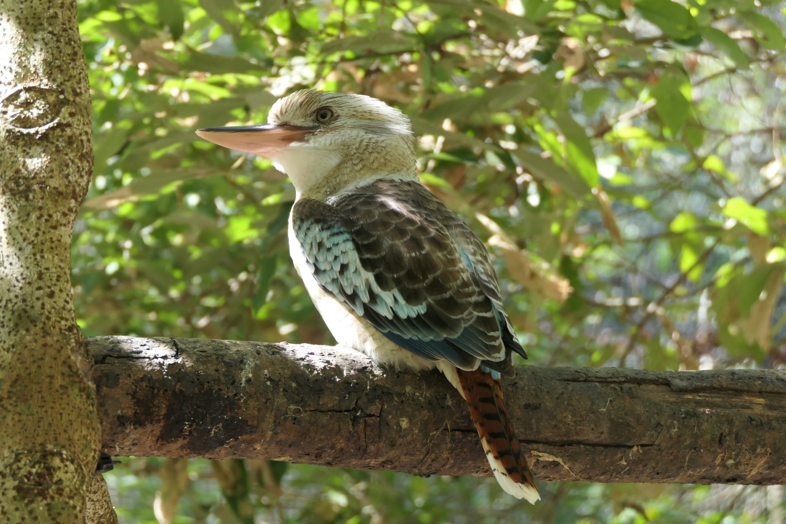 Blue-winged Kookaburra (Dacelo leachii)
