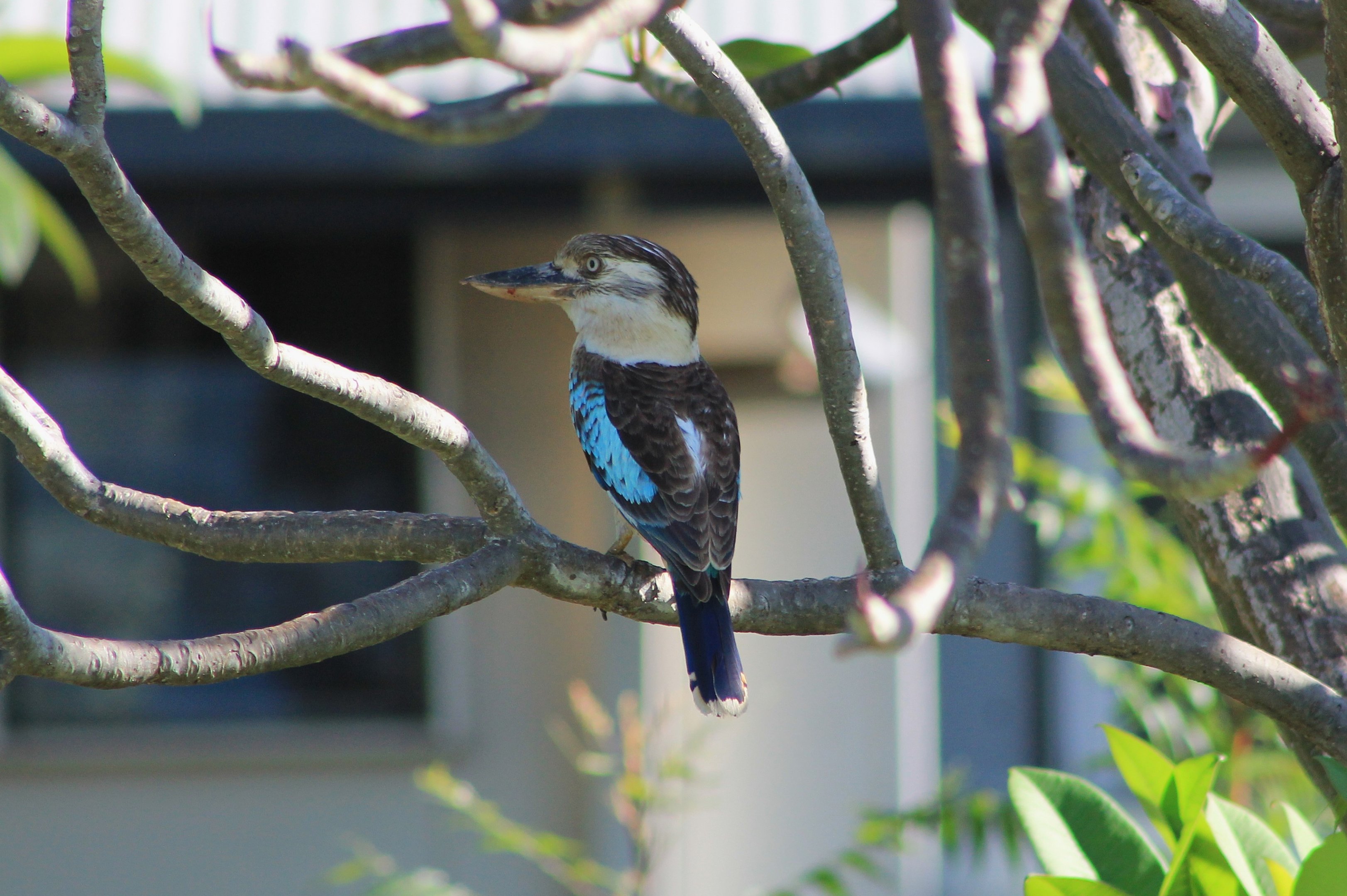 Blue-winged Kookaburra (Dacelo leachii)