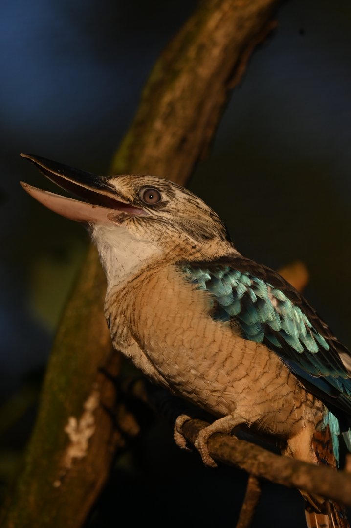 Blue-winged kookaburra Dacelo leachii