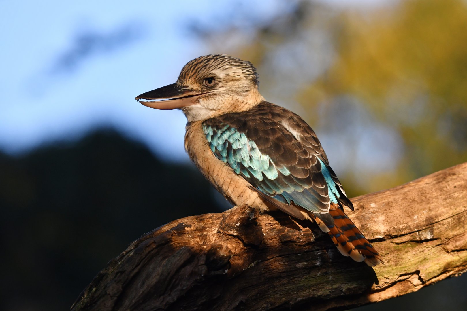 Blue-winged kookaburra Dacelo leachii