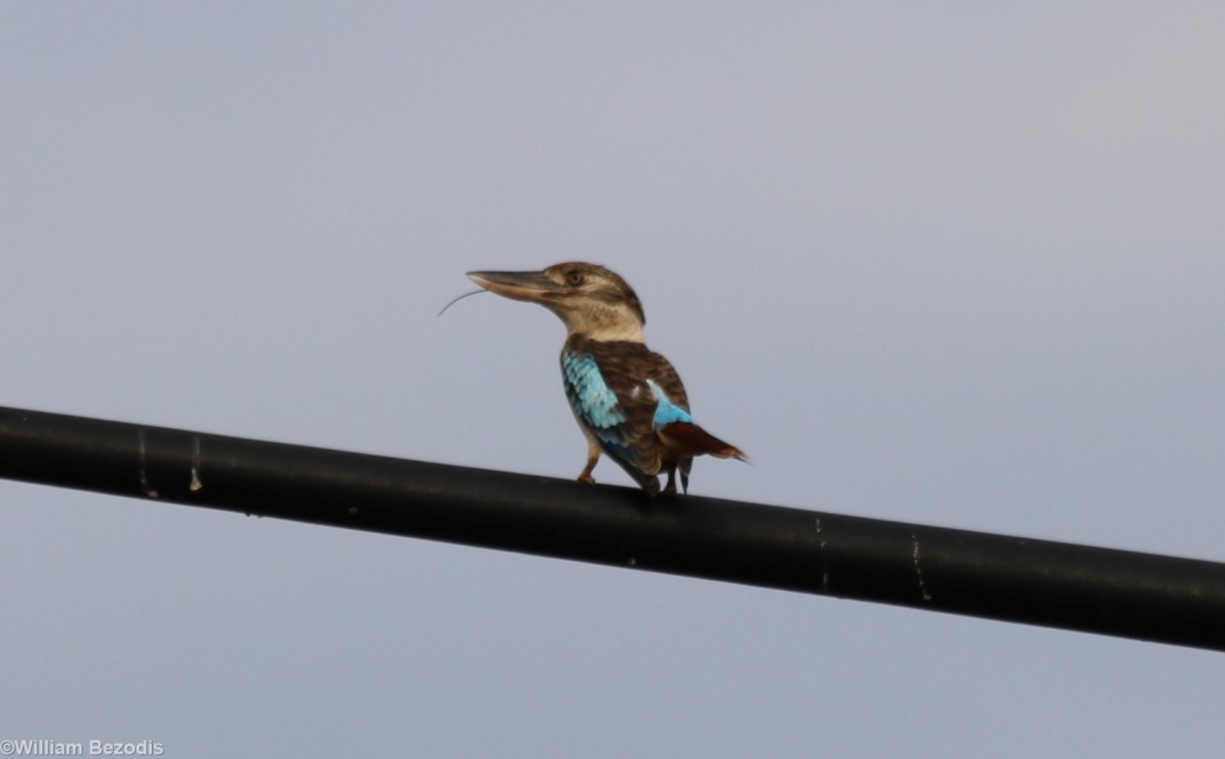 Blue-winged Kookaburra, Darwin