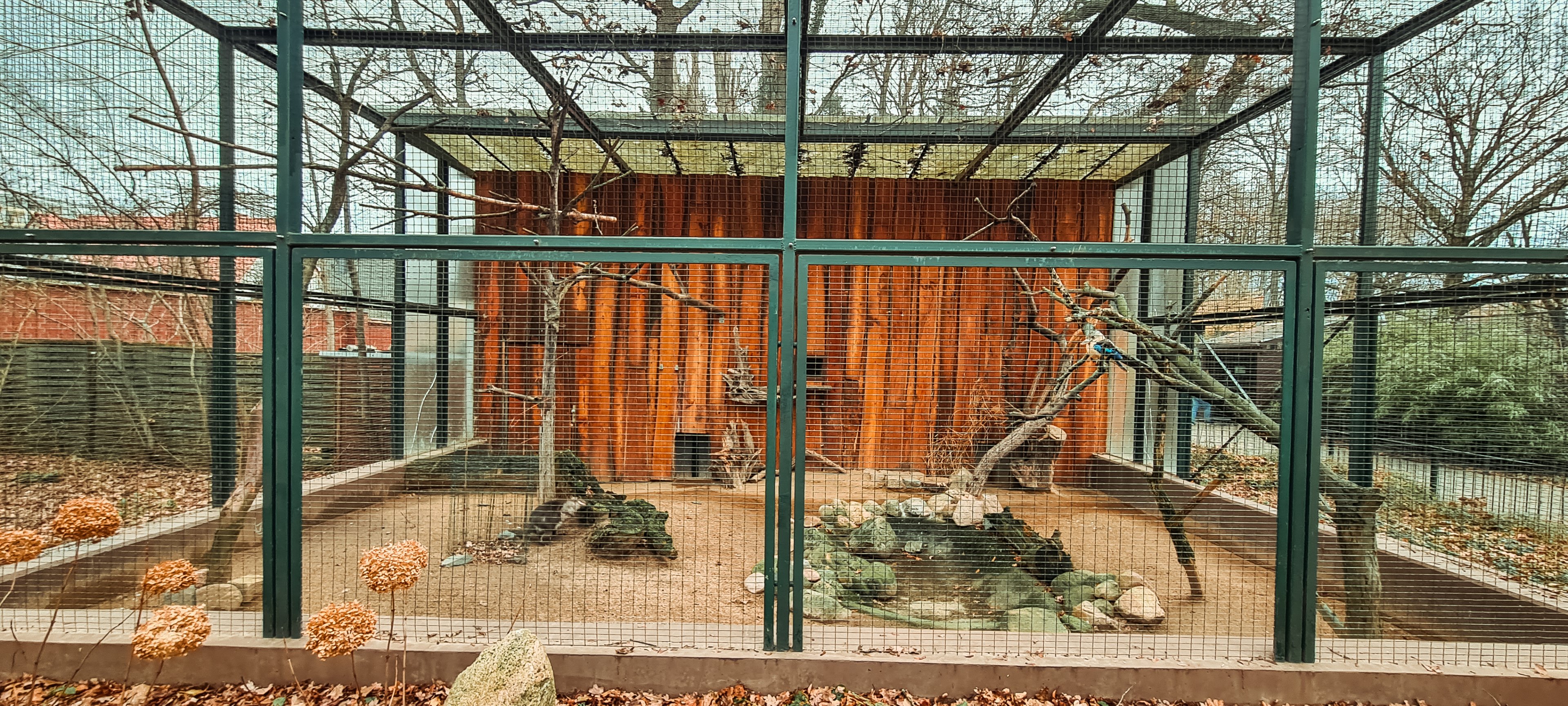 Blue-winged kookaburra & Dusky pademelon