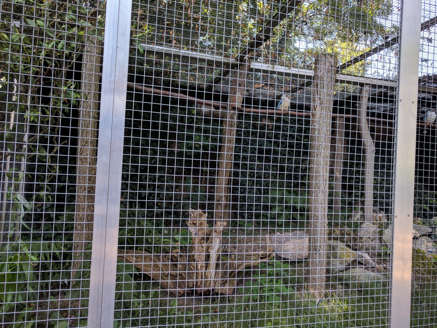 Blue Winged Kookaburra Enclosure