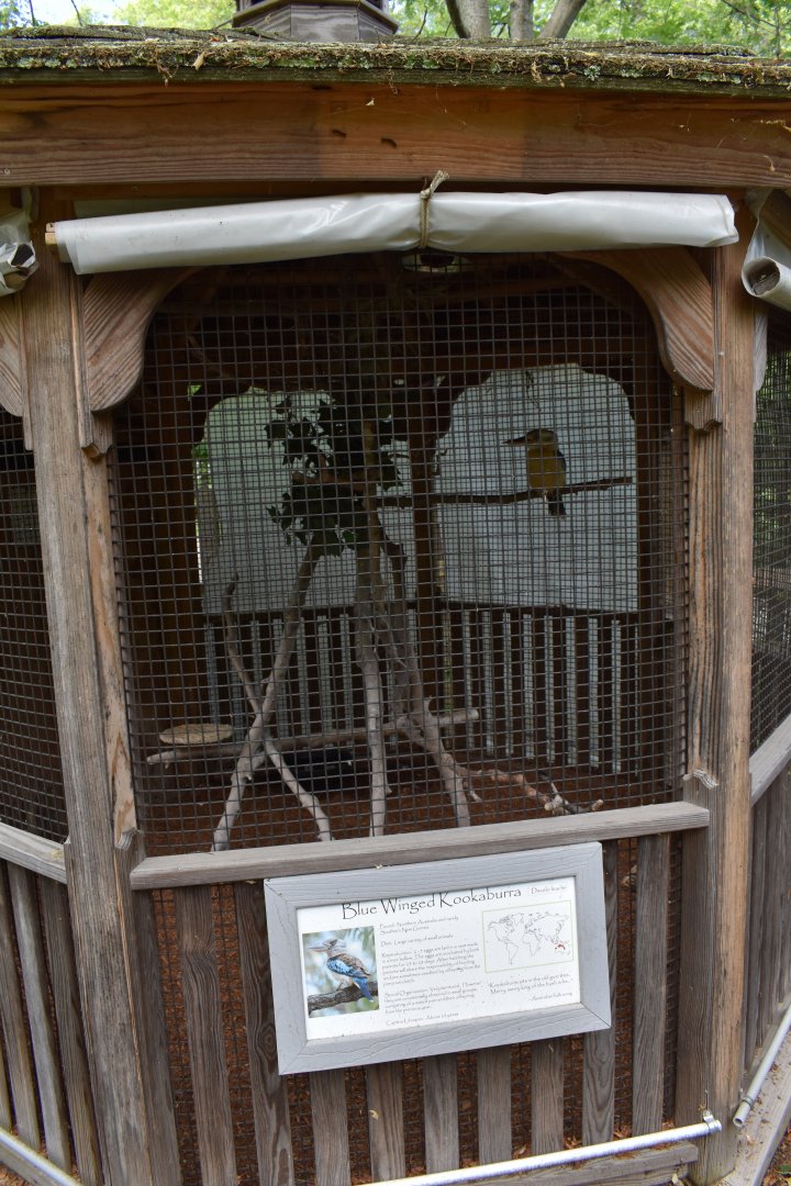 Blue-winged Kookaburra Exhibit