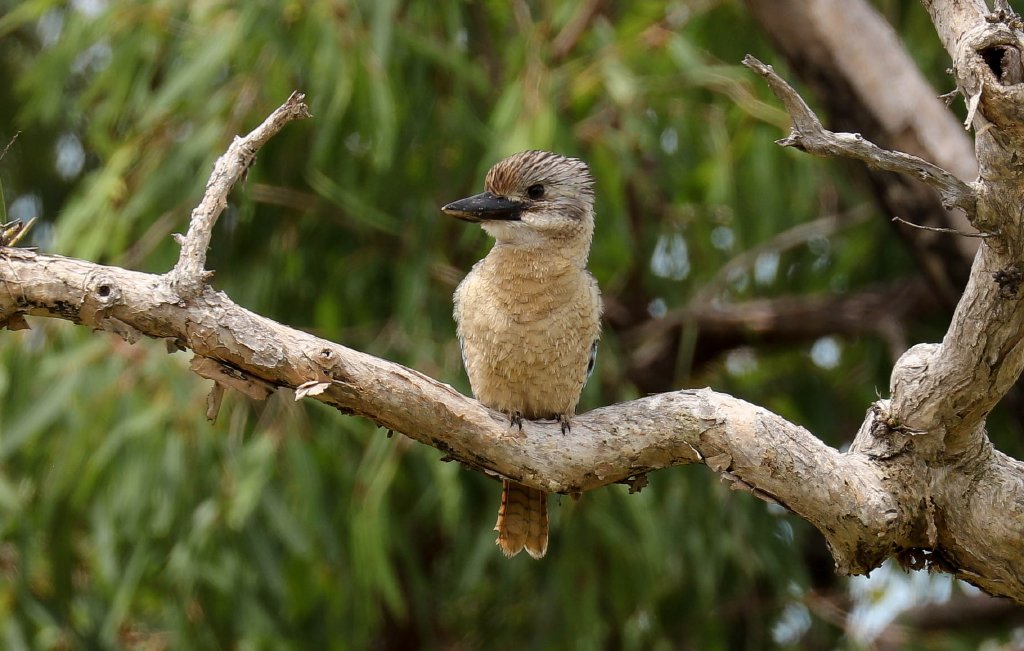 Blue-winged Kookaburra female